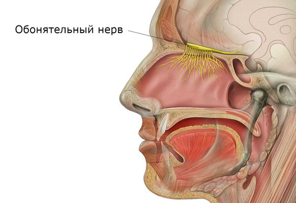 Обонятельный нерв