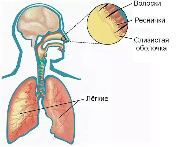 Реснички носовой полости