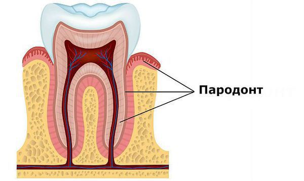 Пародонт