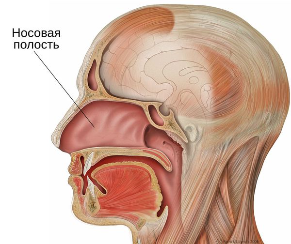 Носовая полость