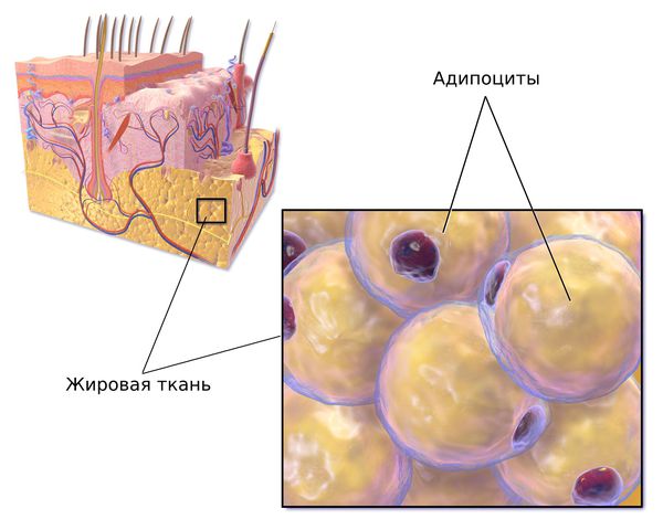 Жировая ткань