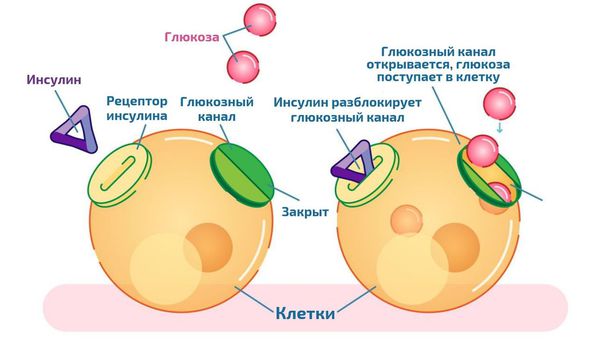 Влияние инсулина на транспорт глюкозы