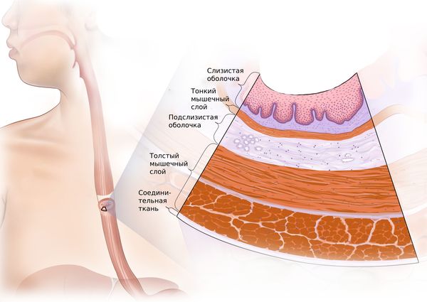 Оболочки пищевода