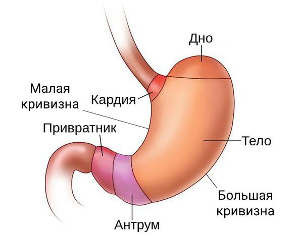 Отделы пищевода