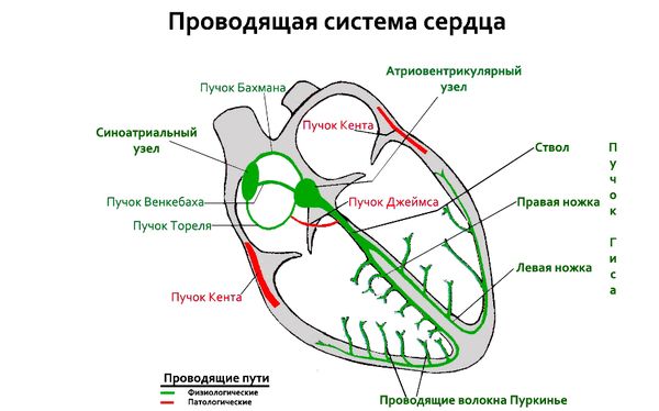 Проводящая система сердца