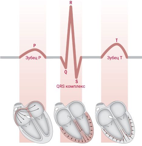 Цикл сердечного сокращения на ЭКГ. Комплекс РQRST