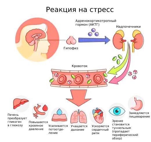 Реакция на стресс 