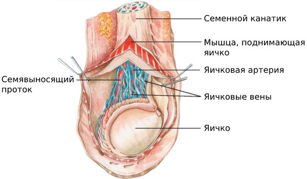 Семенной канатик