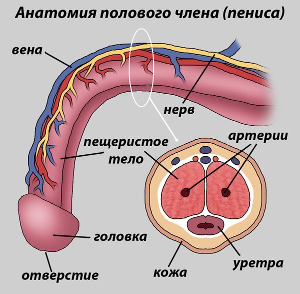 Сосудистая система полового члена' data-blur='False