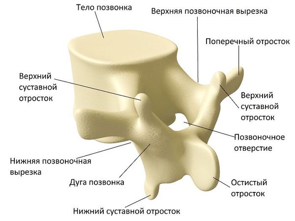 Строение позвонка