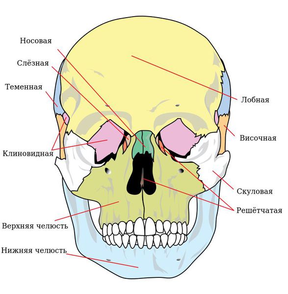 Кости лицевого отдела черепа