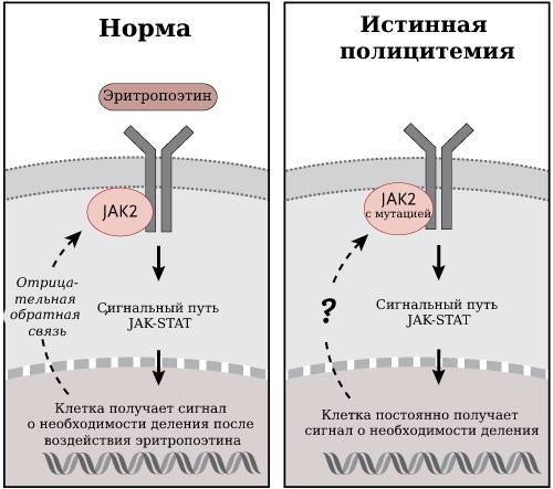 Передача сигнала в норме и при истинной полицитемии 