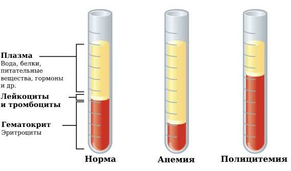 Гематокрит в норме, при анемии и при истинной полицитемии