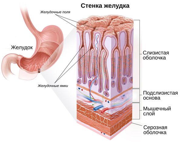 Строение желудочной стенки