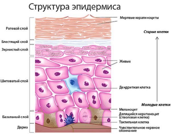 Структура эпидермиса