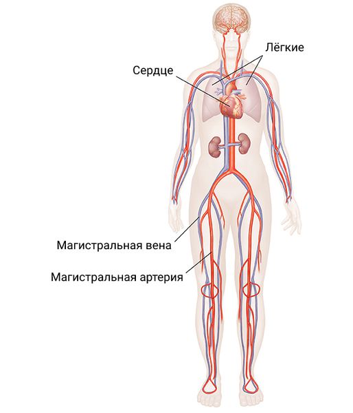 Магистральные сосуды