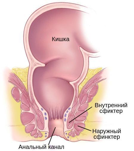 Внешний и наружный сфинктер анального канала