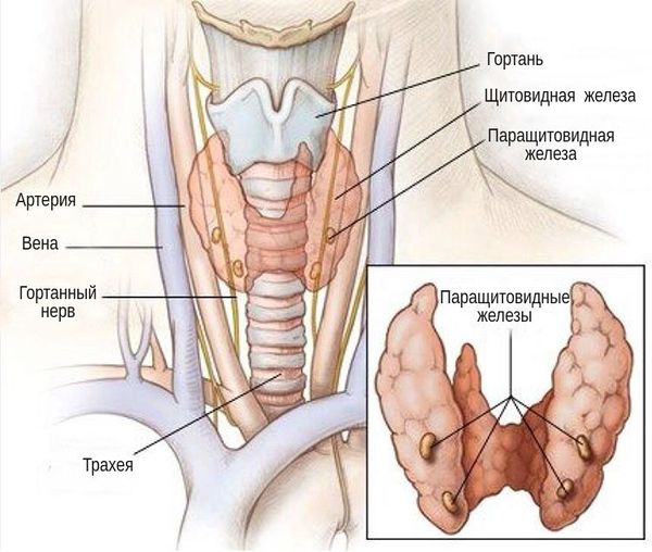 Расположение паращитовидных желёз в организме