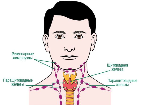 Регионарные лимфоузлы