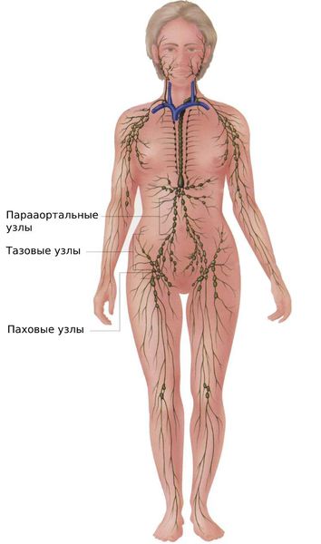 Строение лимфатической системы