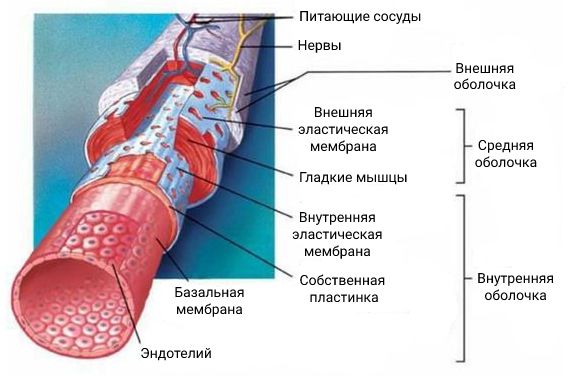 Строение стенки аорты