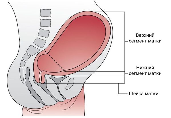 Строение матки