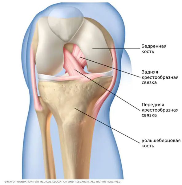 Передняя и задняя крестообразные связки 