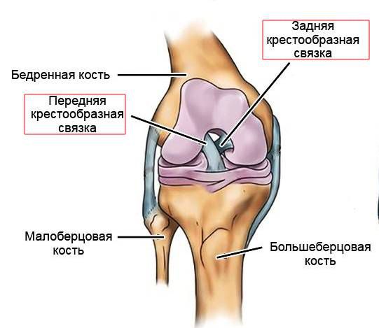 Расположение задней и передней крестообразных связок