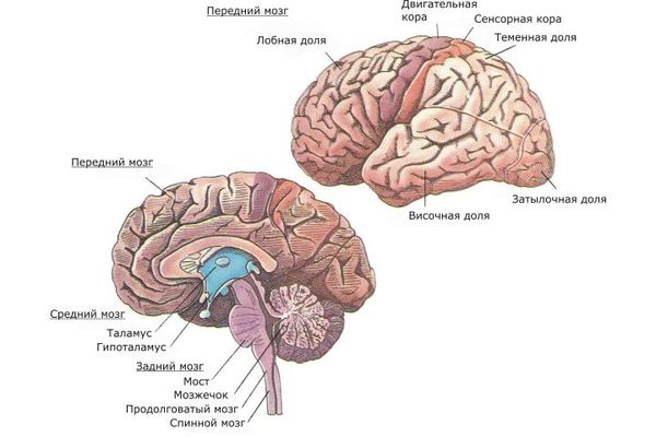 Головной мозг