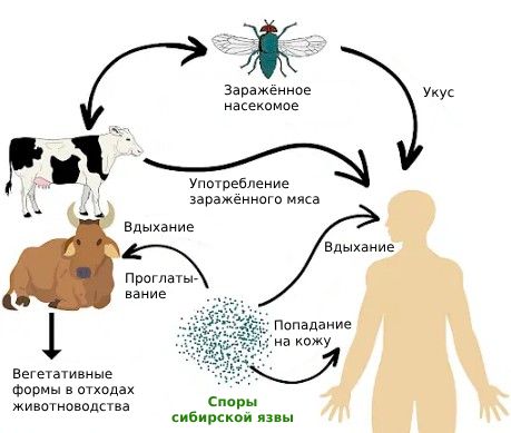 Пути передачи сибирской язвы