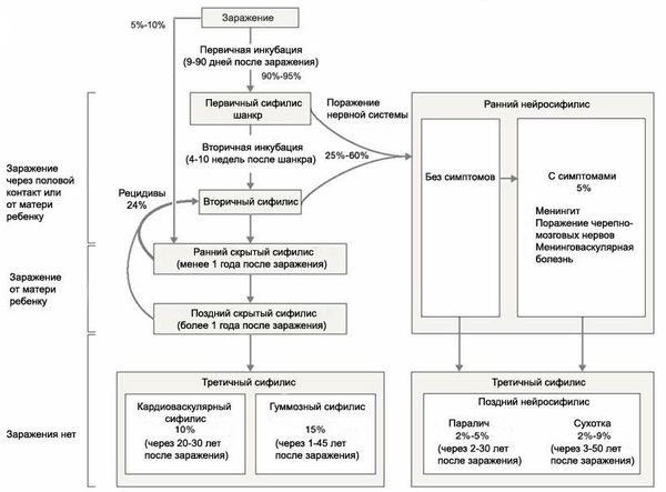 Естественное течение сифилиса