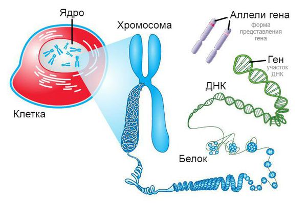 Строение хромосомы