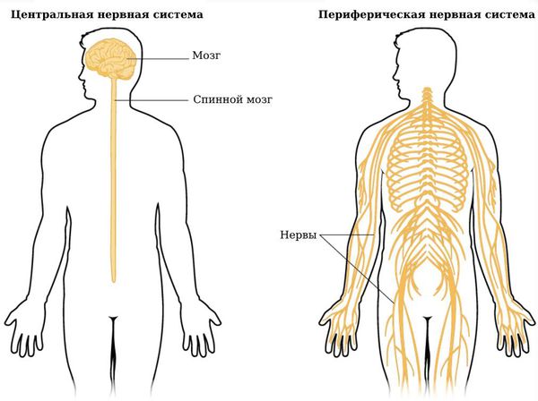 Центральная и периферическая нервные системы