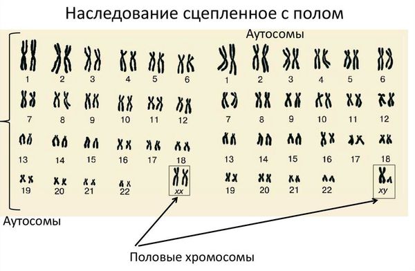 Женский и мужской кариотипы