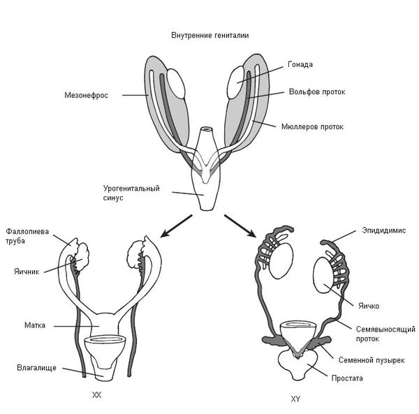 Формирование женской и мужской половых систем