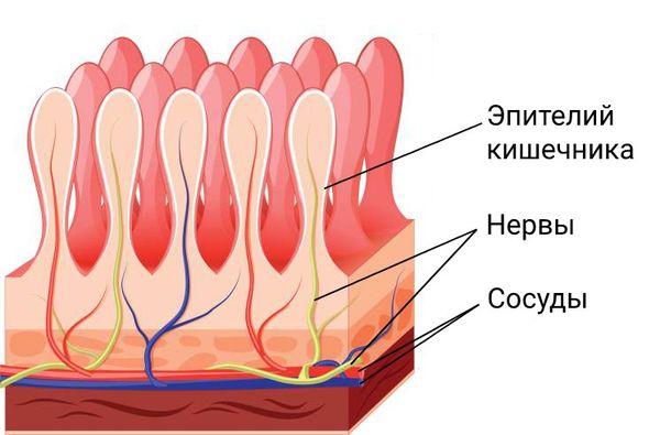 Строение стенок тонкого кишечника