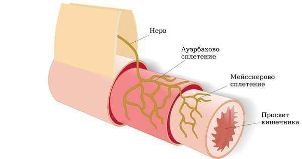 Нервные сплетения в кишечнике