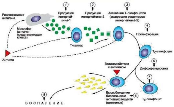 Общая схема аллергической реакции IV типа