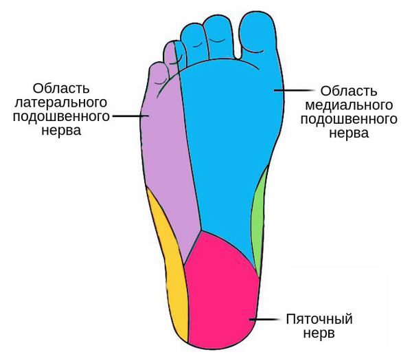 Зоны иннервации подошвы