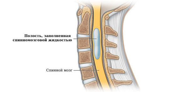 Полость, заполненная спинномозговой жидкостью, в спинном мозге