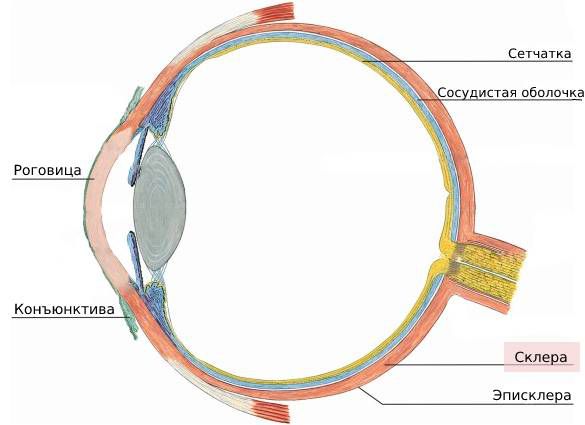 Расположение склеры