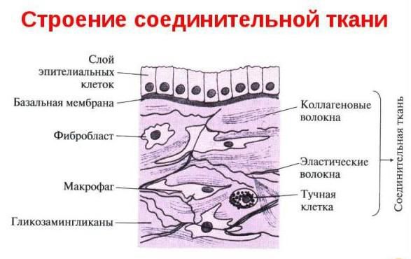 Строение соединительной ткани