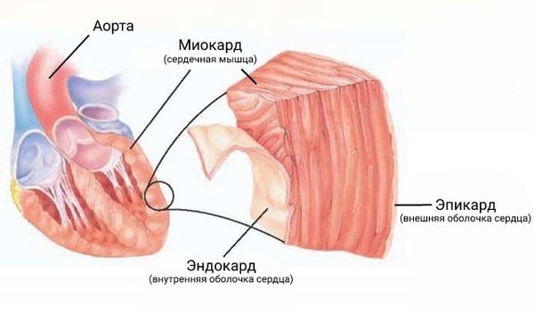 Строение сердца