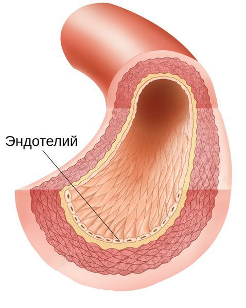 Эндотелий сосудов