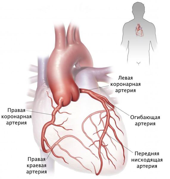 Левая и правая коронарные артерии