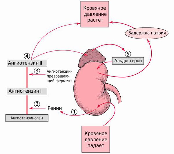 РААС (ренин-ангиотензин-альдостероновая система)