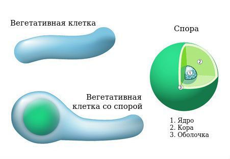 Морфологические формы столбнячной палочки