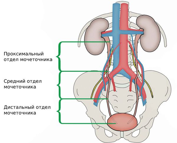 Отделы мочеточника