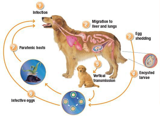 Механизм попадания токсокар в организм животного