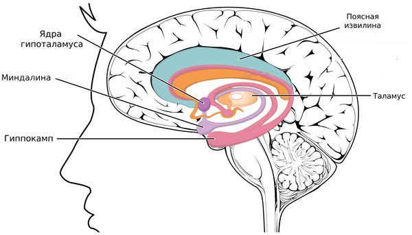 Лимбическая система